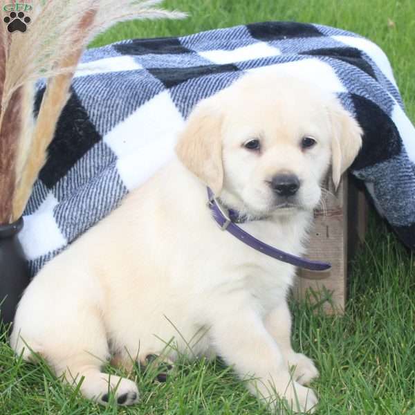 Annie, Golden Labrador Puppy