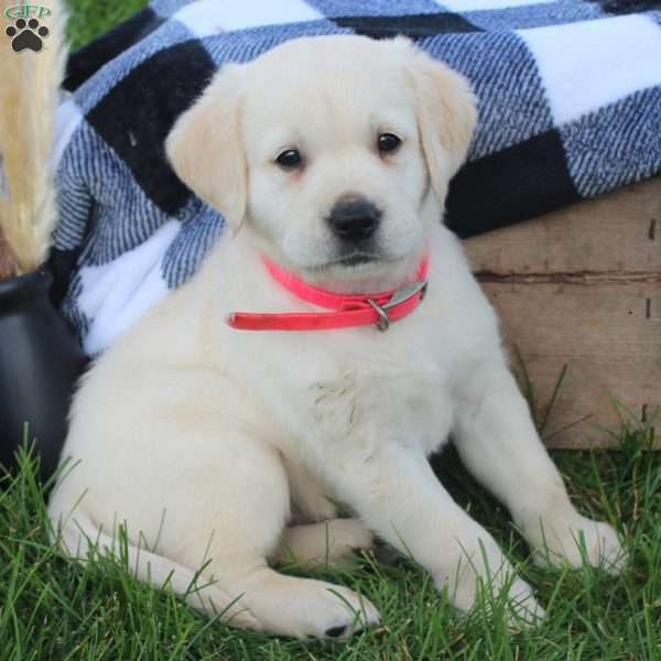 Kylo, Golden Labrador Puppy
