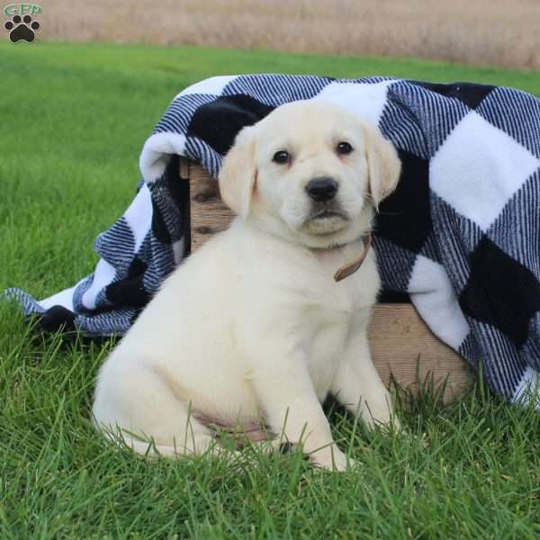 Dorito, Golden Labrador Puppy