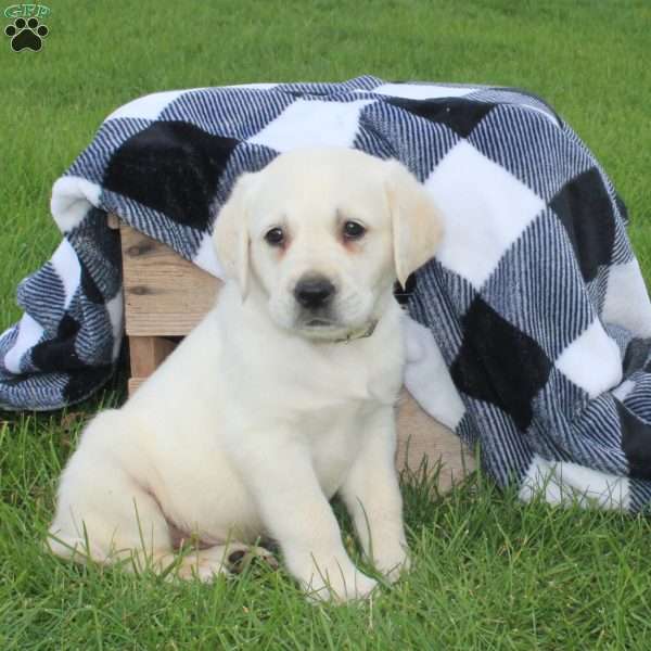 Caesar, Golden Labrador Puppy