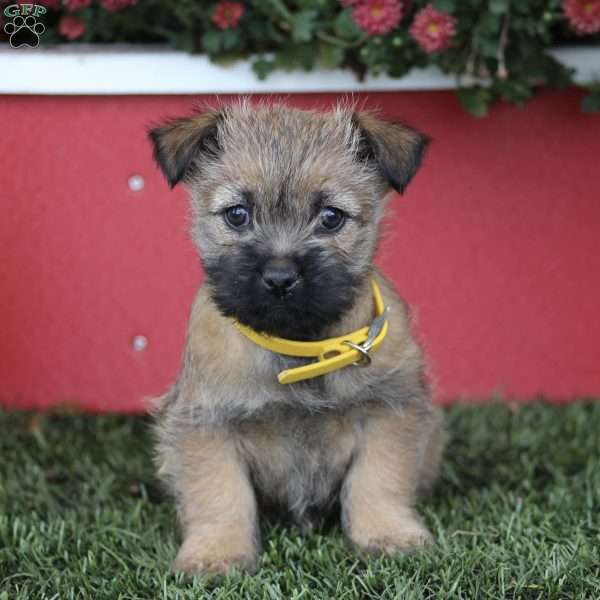 Jodi, Cairn Terrier Puppy