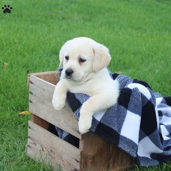Emma, Golden Labrador Puppy