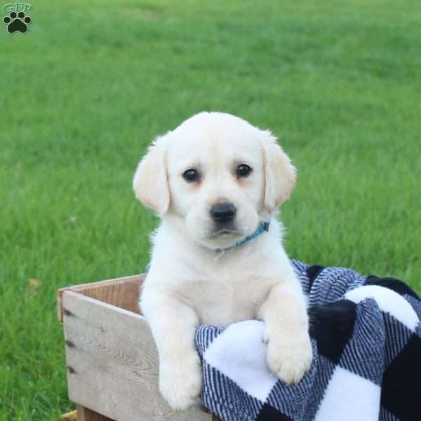 Leia, Golden Labrador Puppy