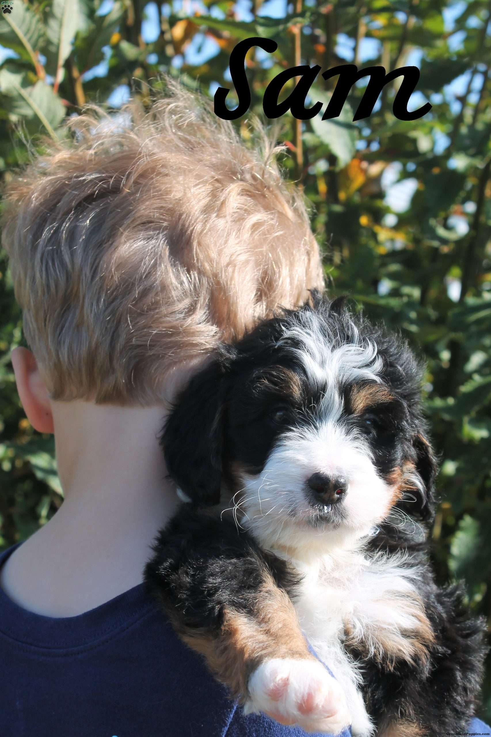 Samuel King - Dog Breeder - Greenfield Puppies