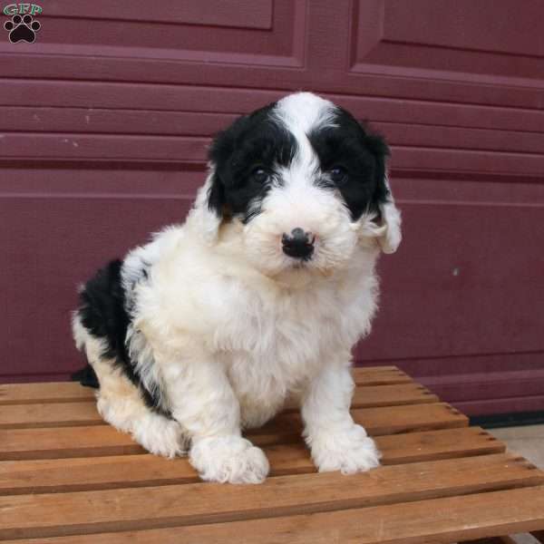 Dolly, Sheepadoodle Puppy