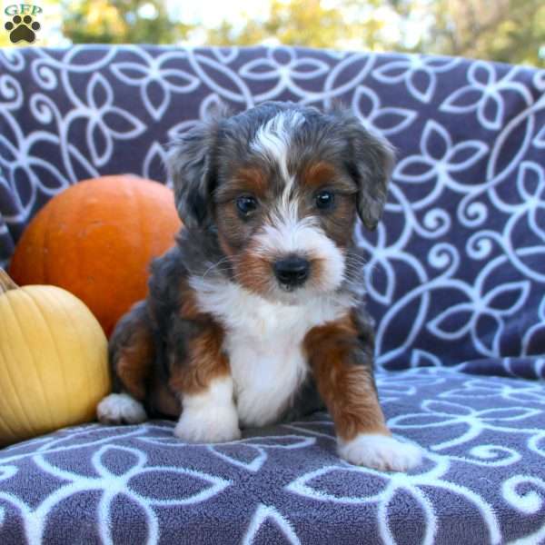 Shelby, Mini Aussiedoodle Puppy