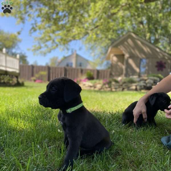 Baxter, Boxador Puppy