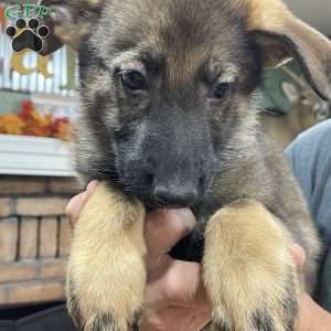 Bella, German Shepherd Puppy