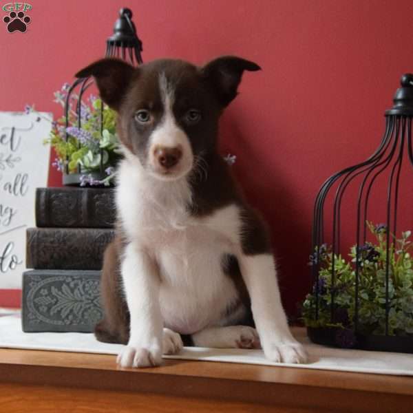 Bridget, Border Collie Puppy