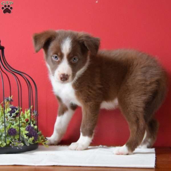 Rosie, Border Collie Puppy