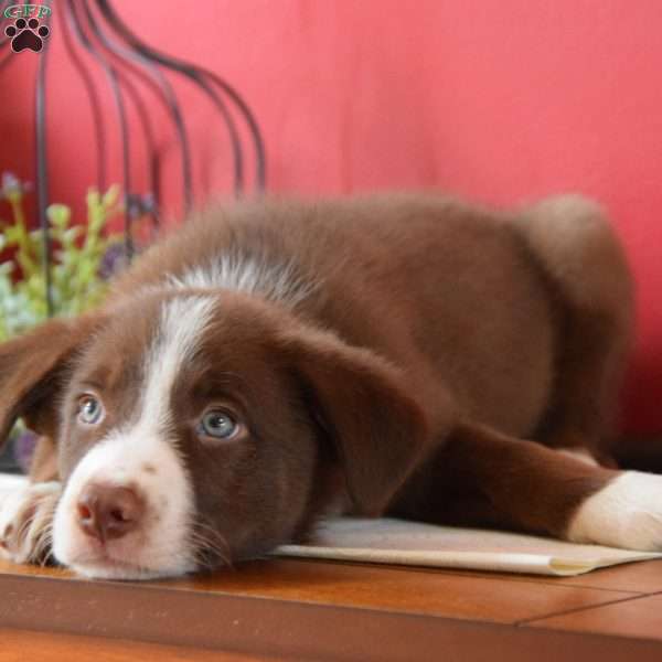 Butch, Border Collie Puppy