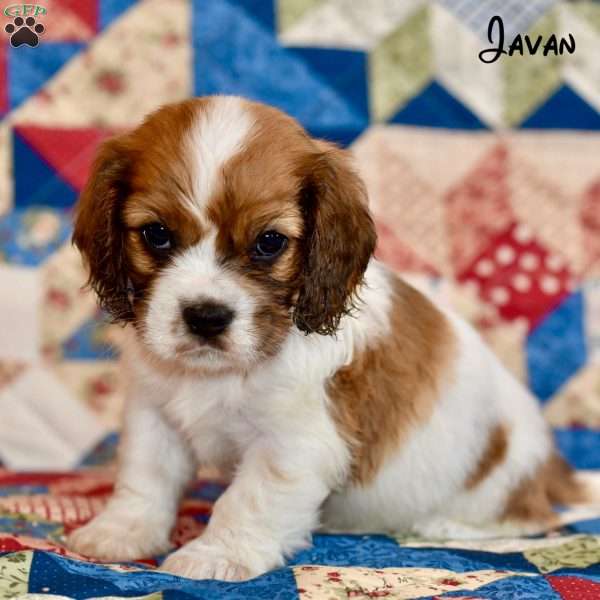 Javan, Cockalier Puppy