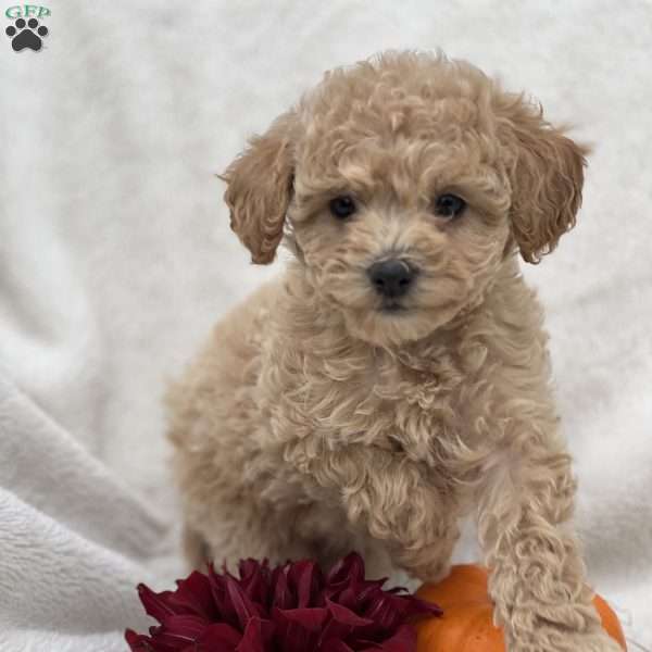 Cookie, Miniature Poodle Mix Puppy