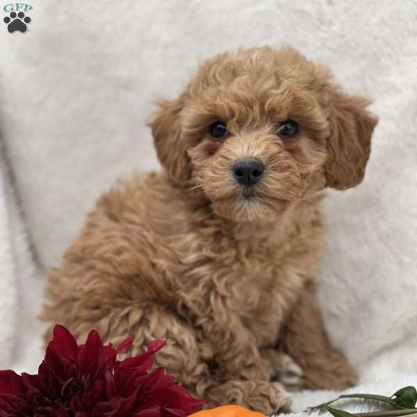 Cooper, Miniature Poodle Mix Puppy