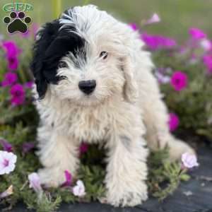 Cockapoo Puppies for Sale - Greenfield Puppies