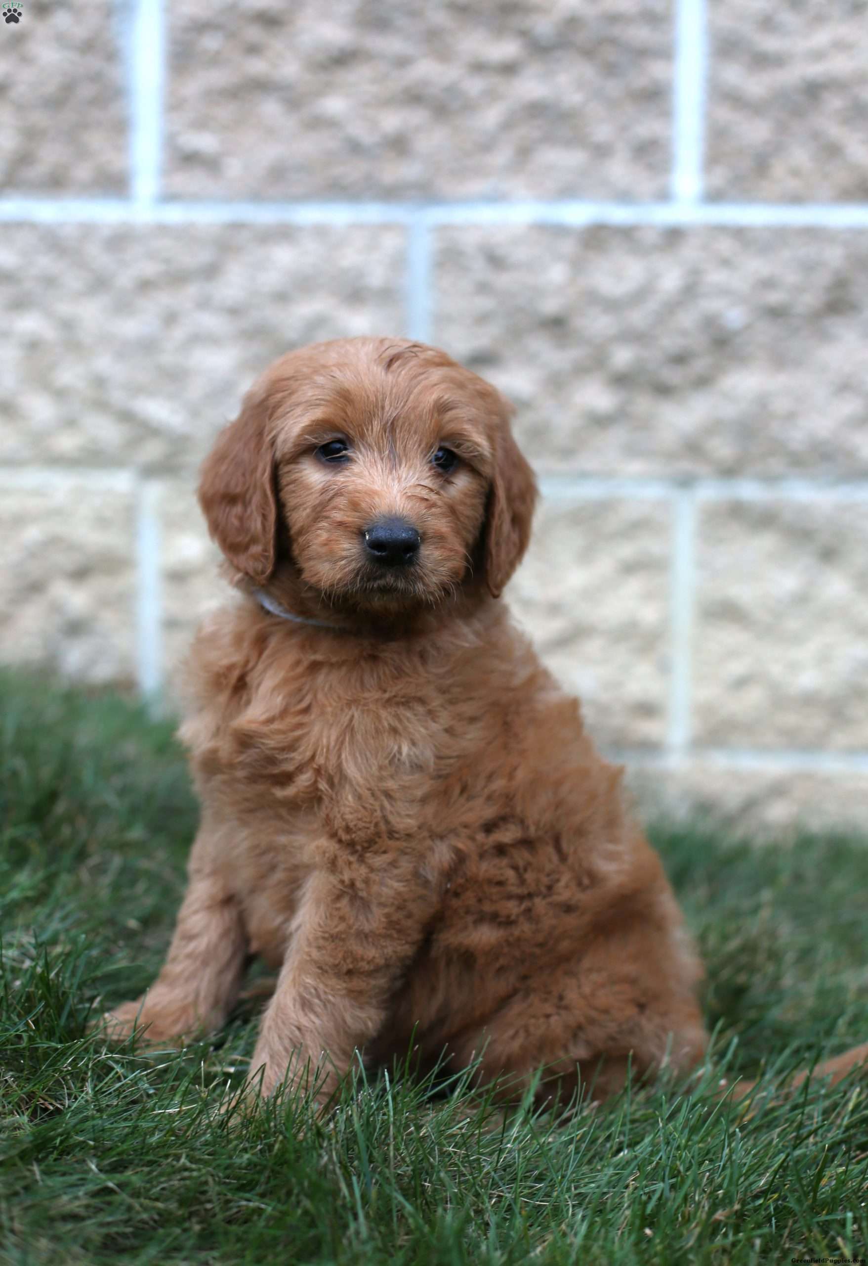 Rambo Goldendoodle Puppy For Sale in Ohio