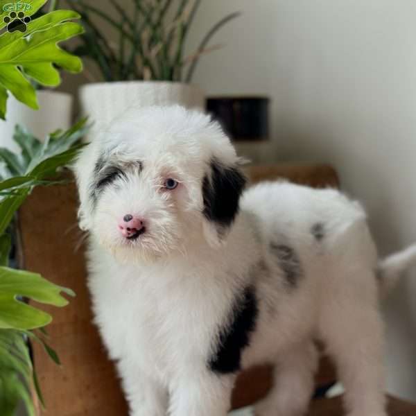 Bonnie, Mini Sheepadoodle Puppy