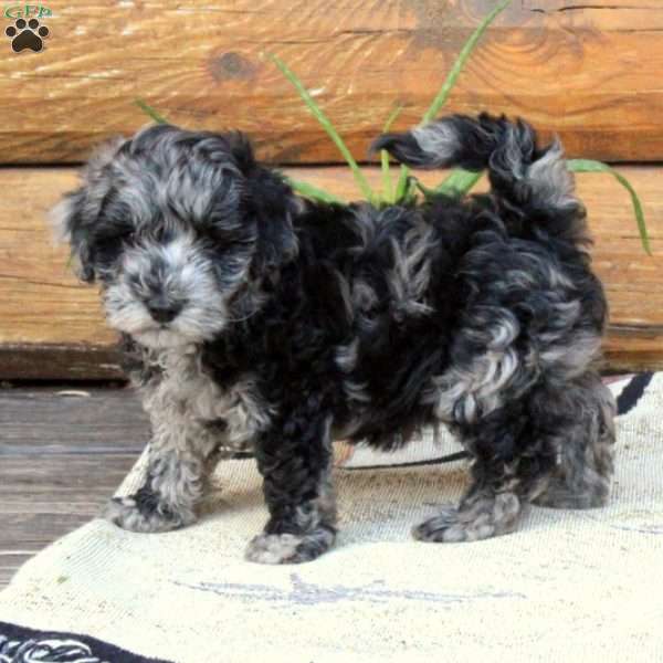 Jack - Miniature Poodle Puppy For Sale in Pennsylvania