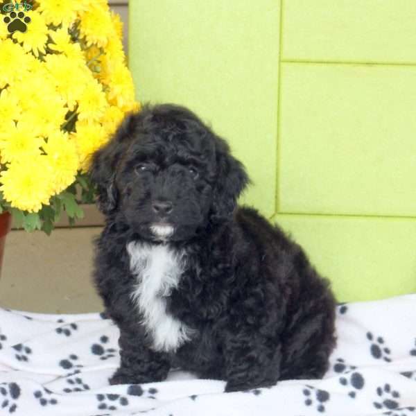 Jackson - Shorkie-Poo Puppy For Sale in Pennsylvania