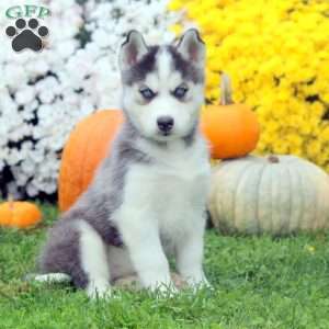 Dog for Adoption - Hank, a Siberian Husky in Woodstock, GA