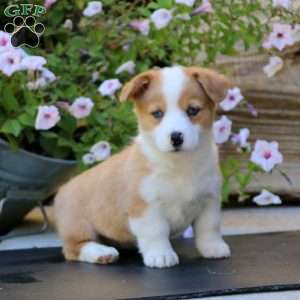 Pembroke Welsh Corgi Puppies for Sale - Greenfield Puppies