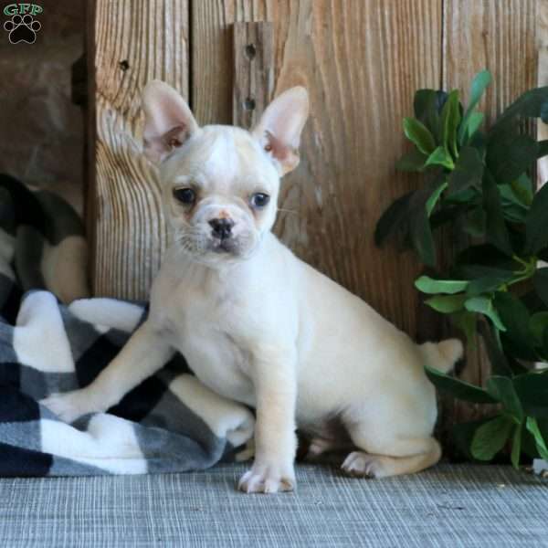 Jasper, Frenchton Puppy