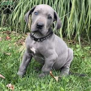 Great Dane Puppies For Sale - Greenfield Puppies