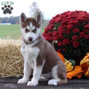 Dog for Adoption - Hank, a Siberian Husky in Woodstock, GA