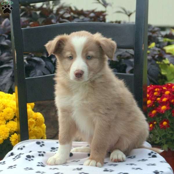 Kaptain, Border Collie Puppy