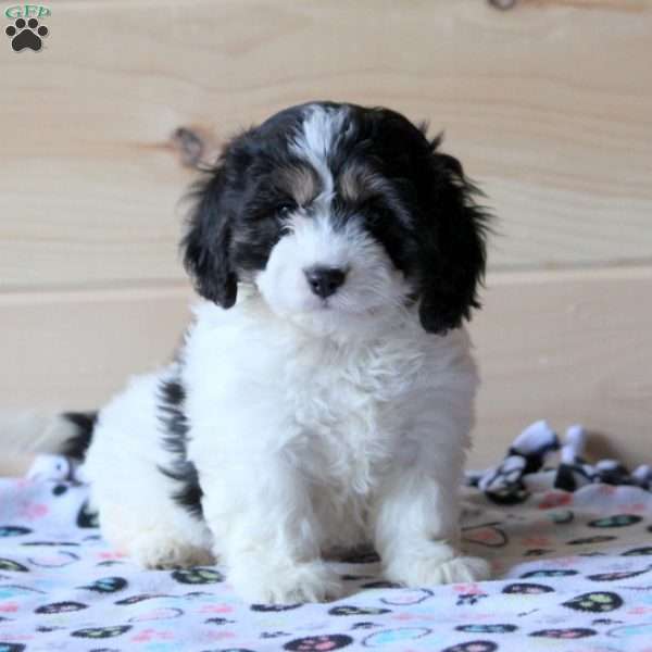 Kara, Cavachon Puppy