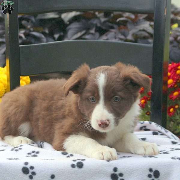 Kassie, Border Collie Puppy