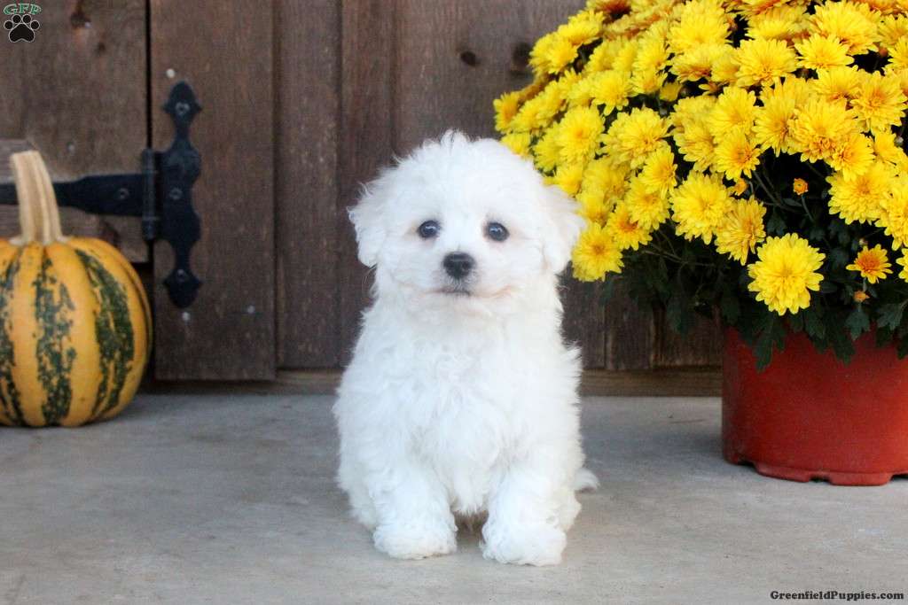 Keller - Bichon Frise Puppy For Sale in Pennsylvania