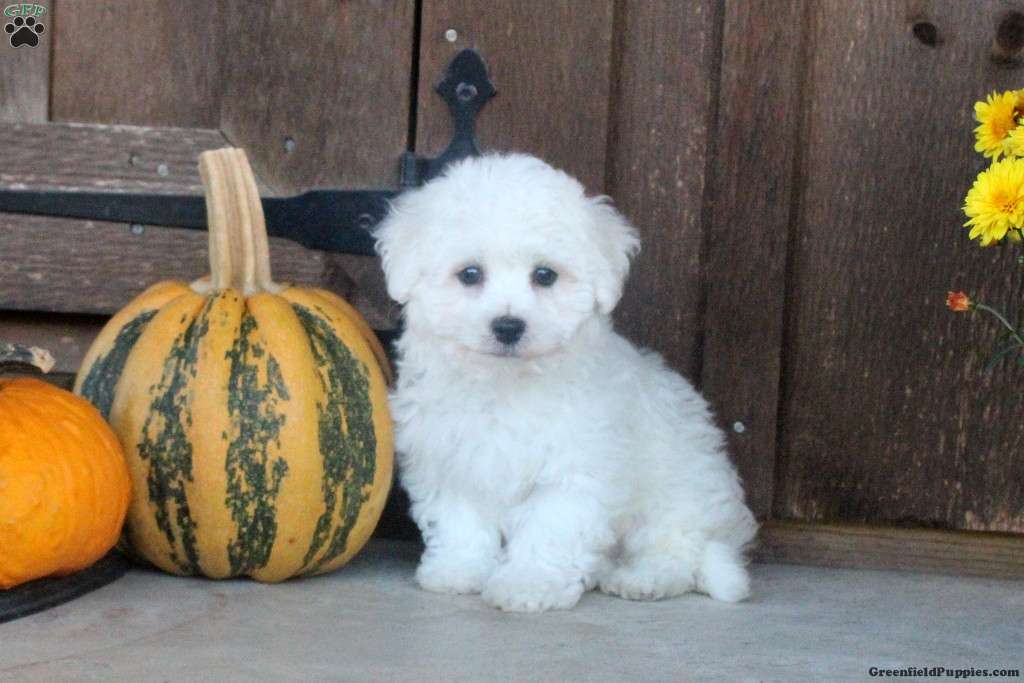 Keller - Bichon Frise Puppy For Sale in Pennsylvania