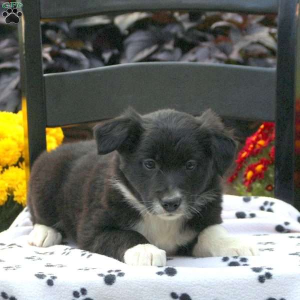 Kricket, Border Collie Puppy