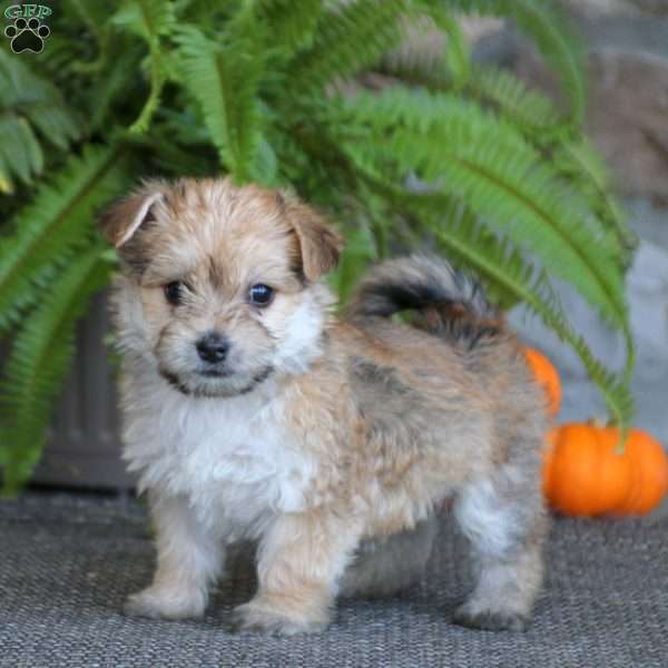 Lacy, Morkie / Yorktese Puppy