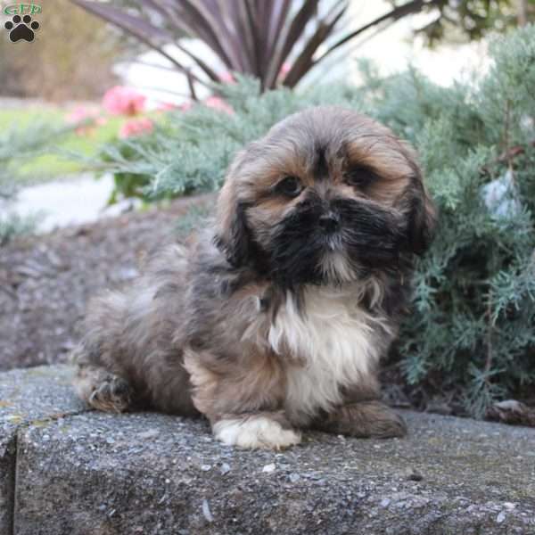 Lasso, Lhasa Apso Puppy