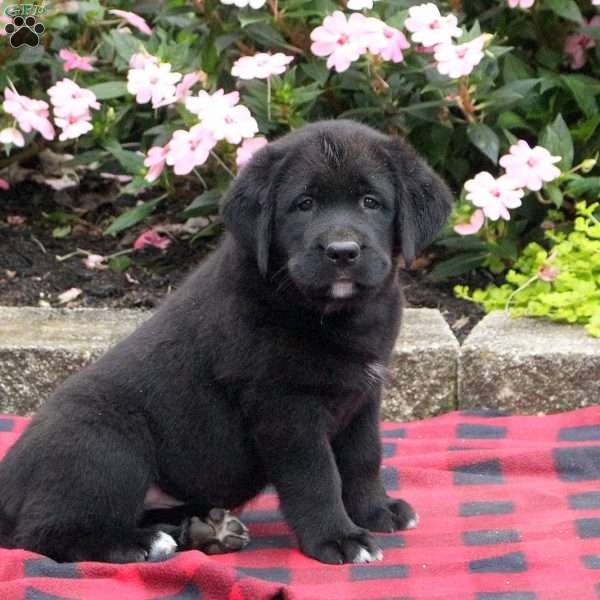 Leo Labernese Puppy For Sale in Pennsylvania
