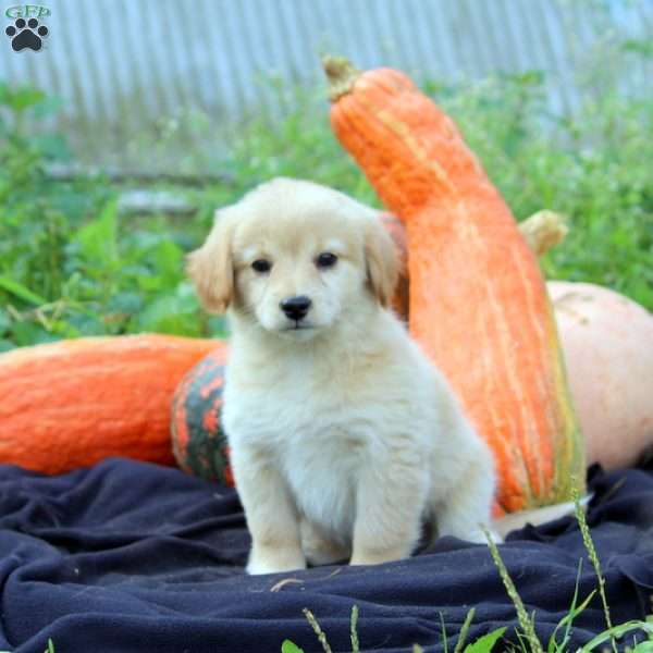 Lexi, American Eskimo Mix Puppy