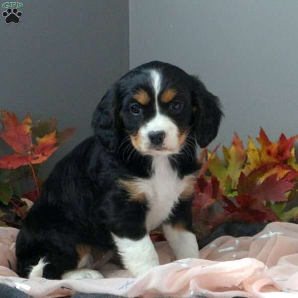 Lila, Cavalier King Charles Mix Puppy