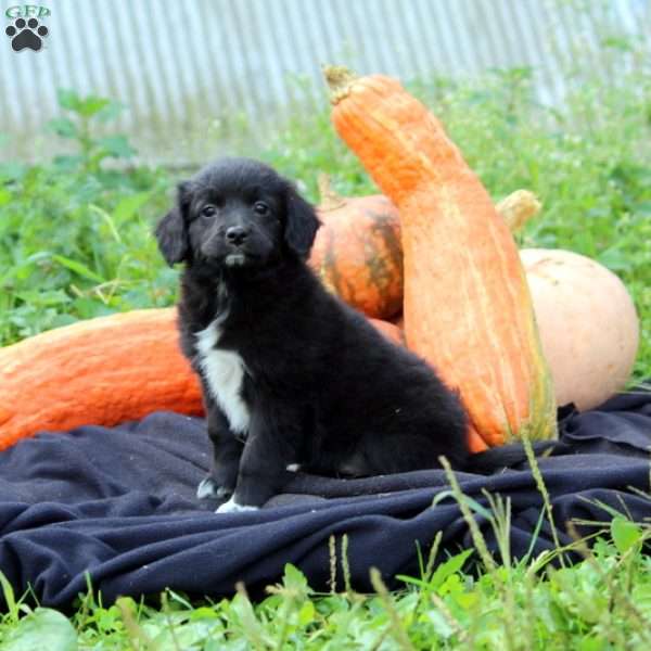 Lily, American Eskimo Mix Puppy