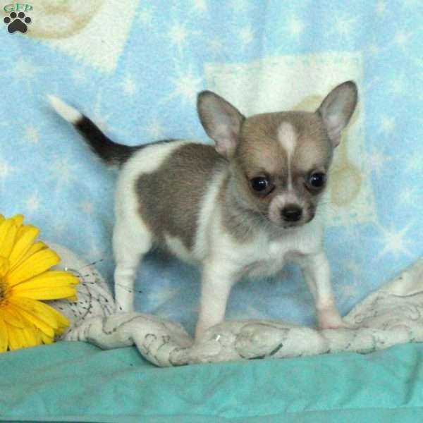 Lola, Chihuahua Puppy