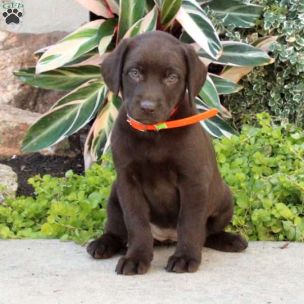 Greenfield puppies outlet chocolate lab