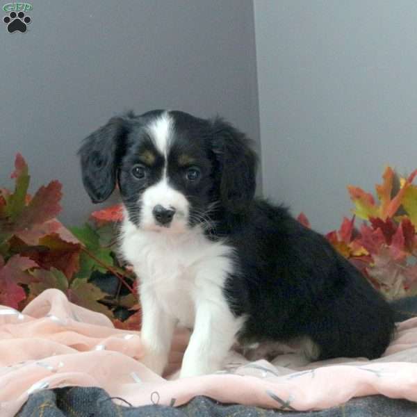 Lucas, Cavalier King Charles Mix Puppy