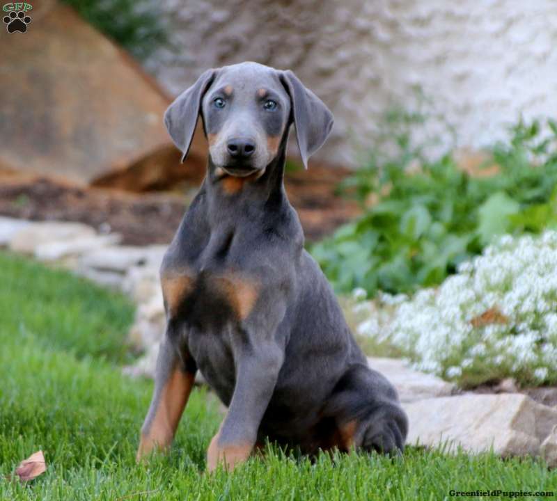 Luke - Doberman Pinscher Puppy For Sale in Pennsylvania