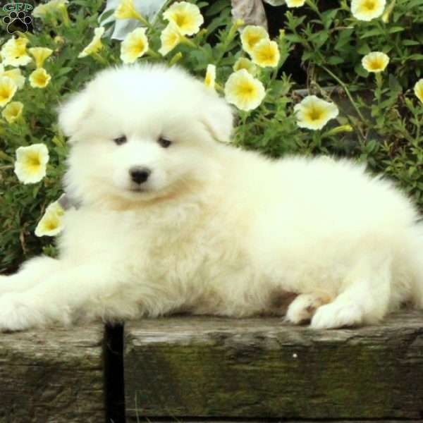 Malcolm, Samoyed Puppy