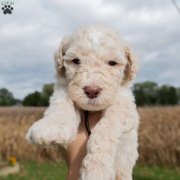 Manny, Sheepadoodle Puppy