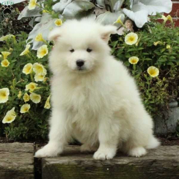 Margo, Samoyed Puppy