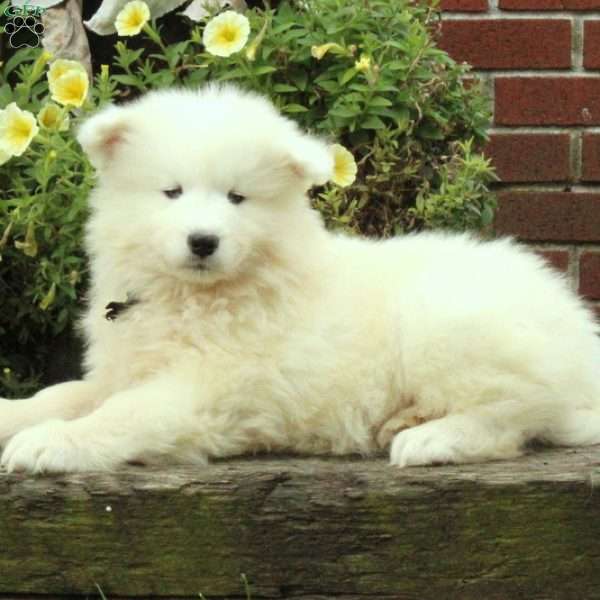 Max, Samoyed Puppy