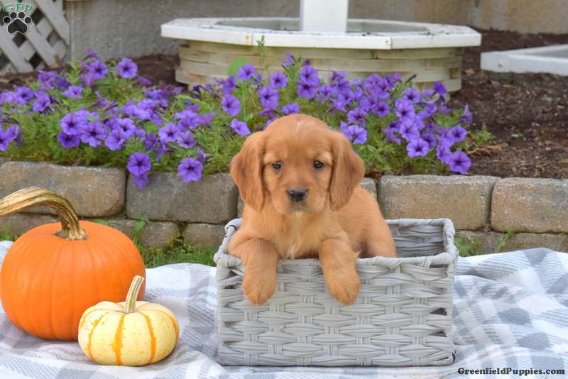 Miley - Miniature Golden Retriever Puppy For Sale in Pennsylvania