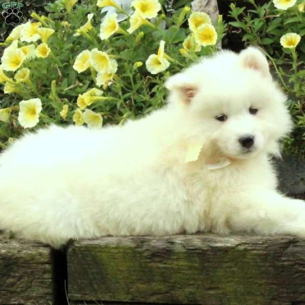 Millie, Samoyed Puppy